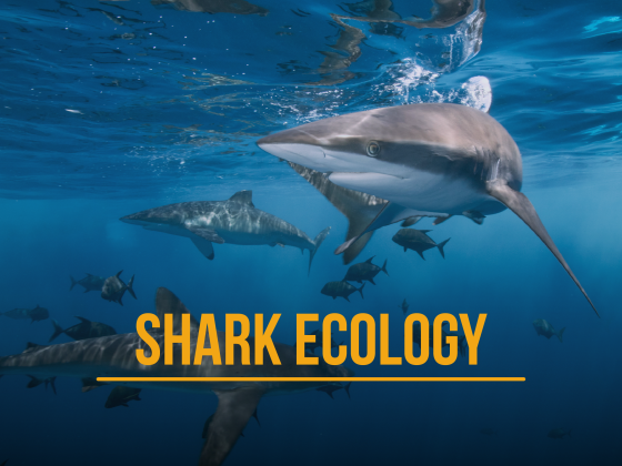 Ecología de Tiburones