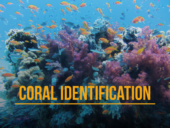 Identificación de Corales